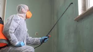 Best Basement Mold Removal in Drew, MS