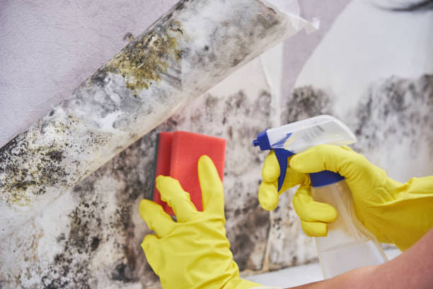 Best Mold Damage Restoration in Drew, MS